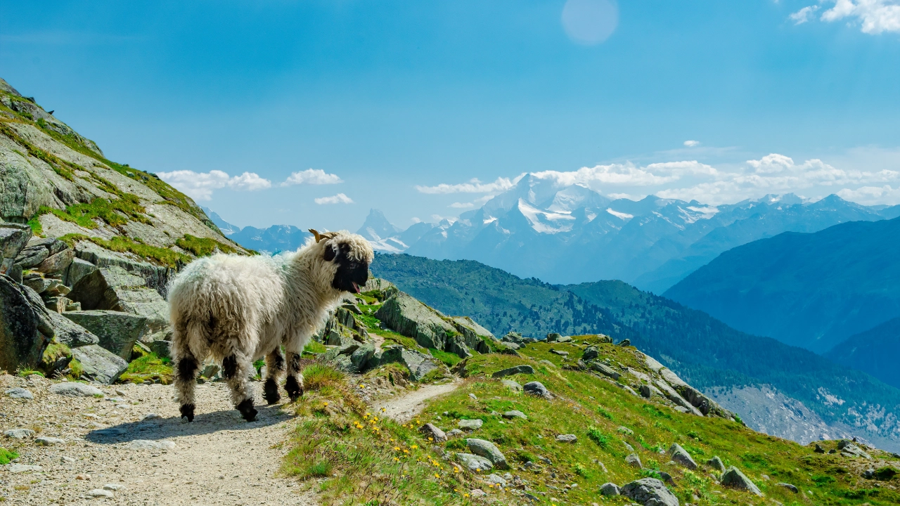 Ein Schaf in den Bergen