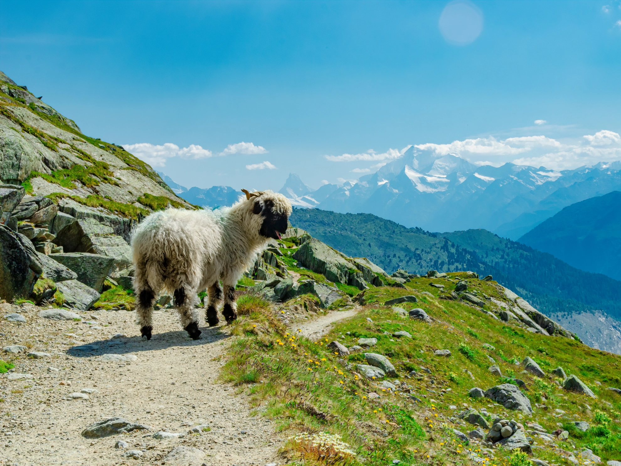 Ein Schaf in den Bergen
